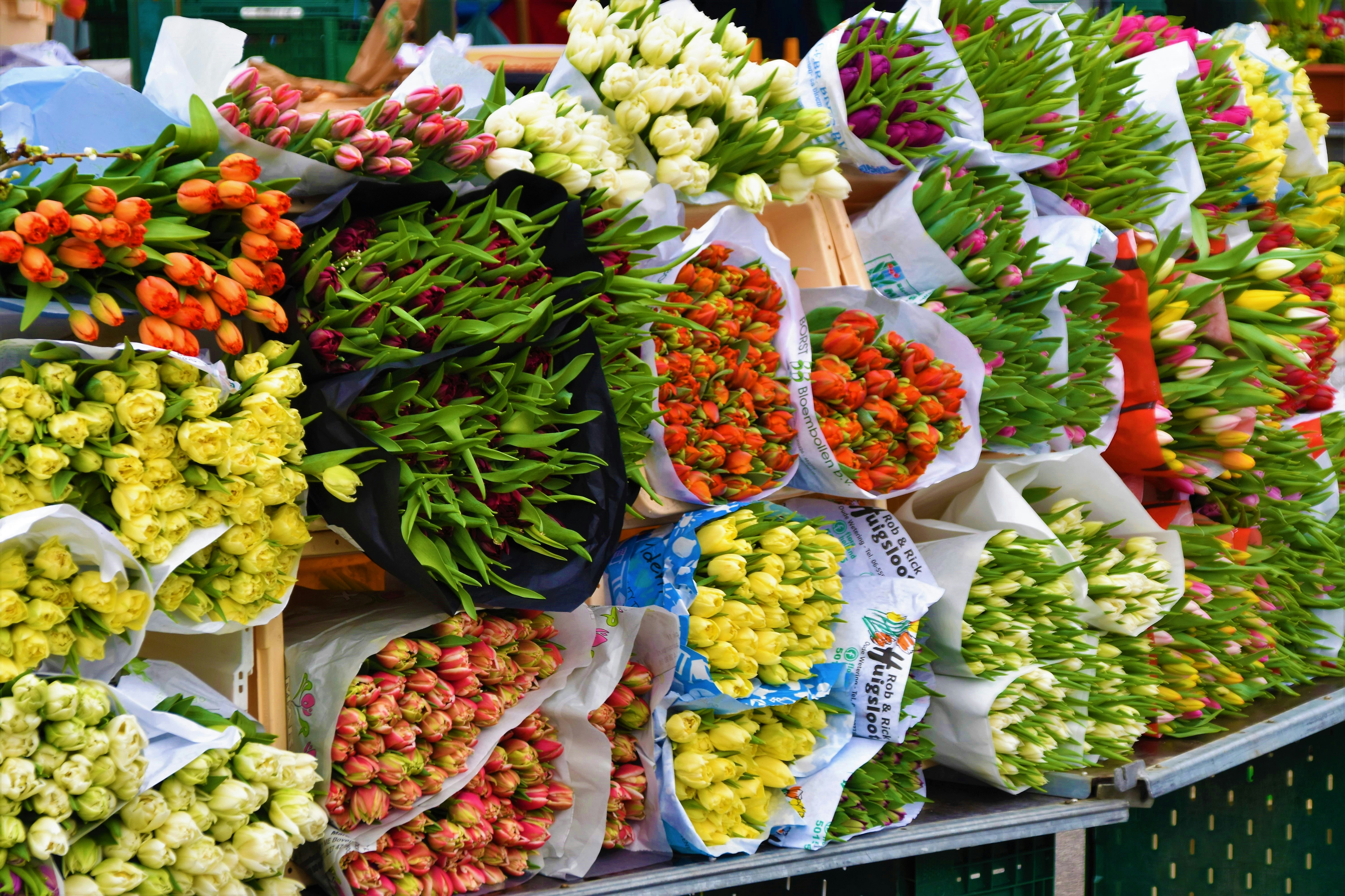 Vibrant fresh cut flowers for commercial florists