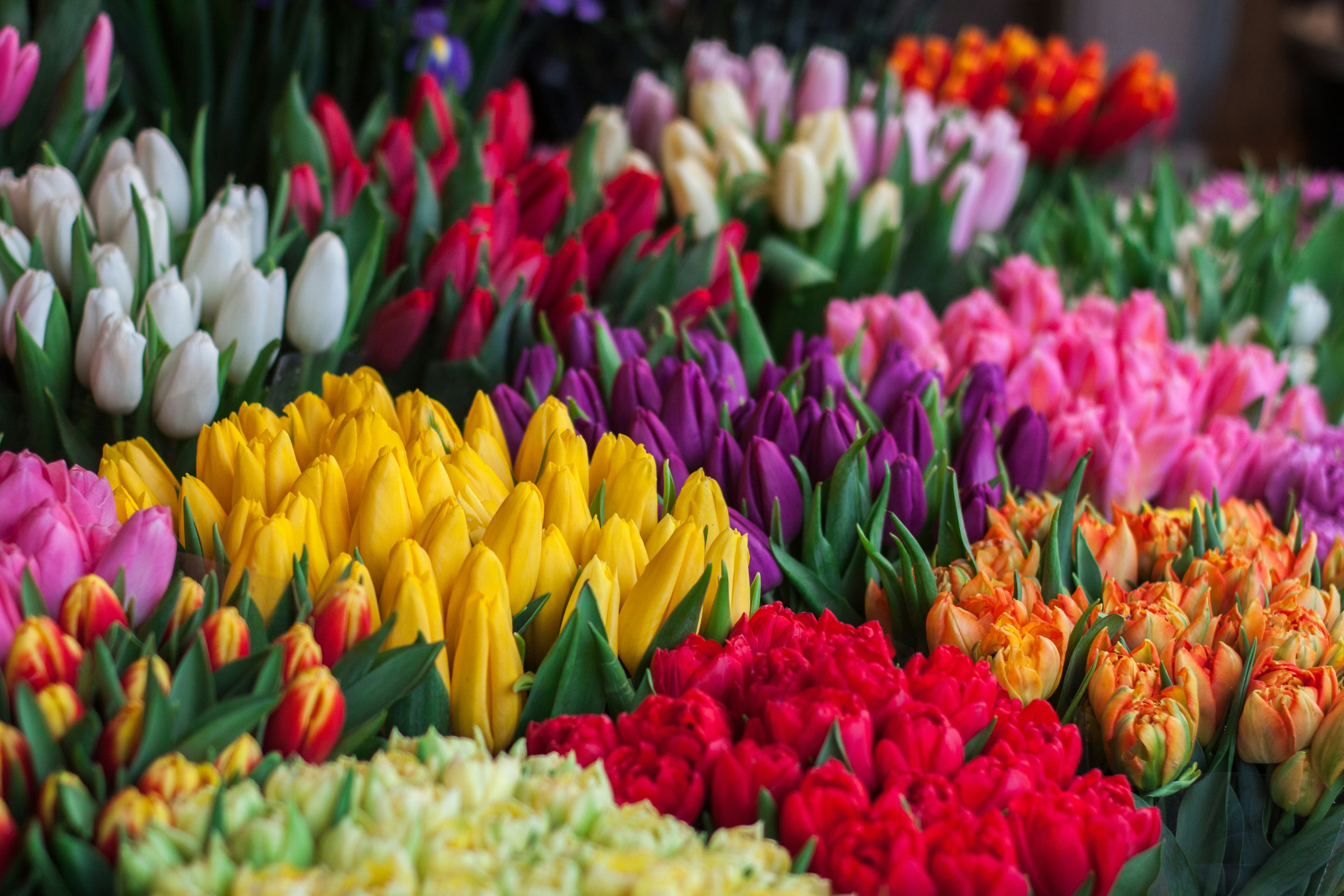 Assorted cut flowers close-up detail