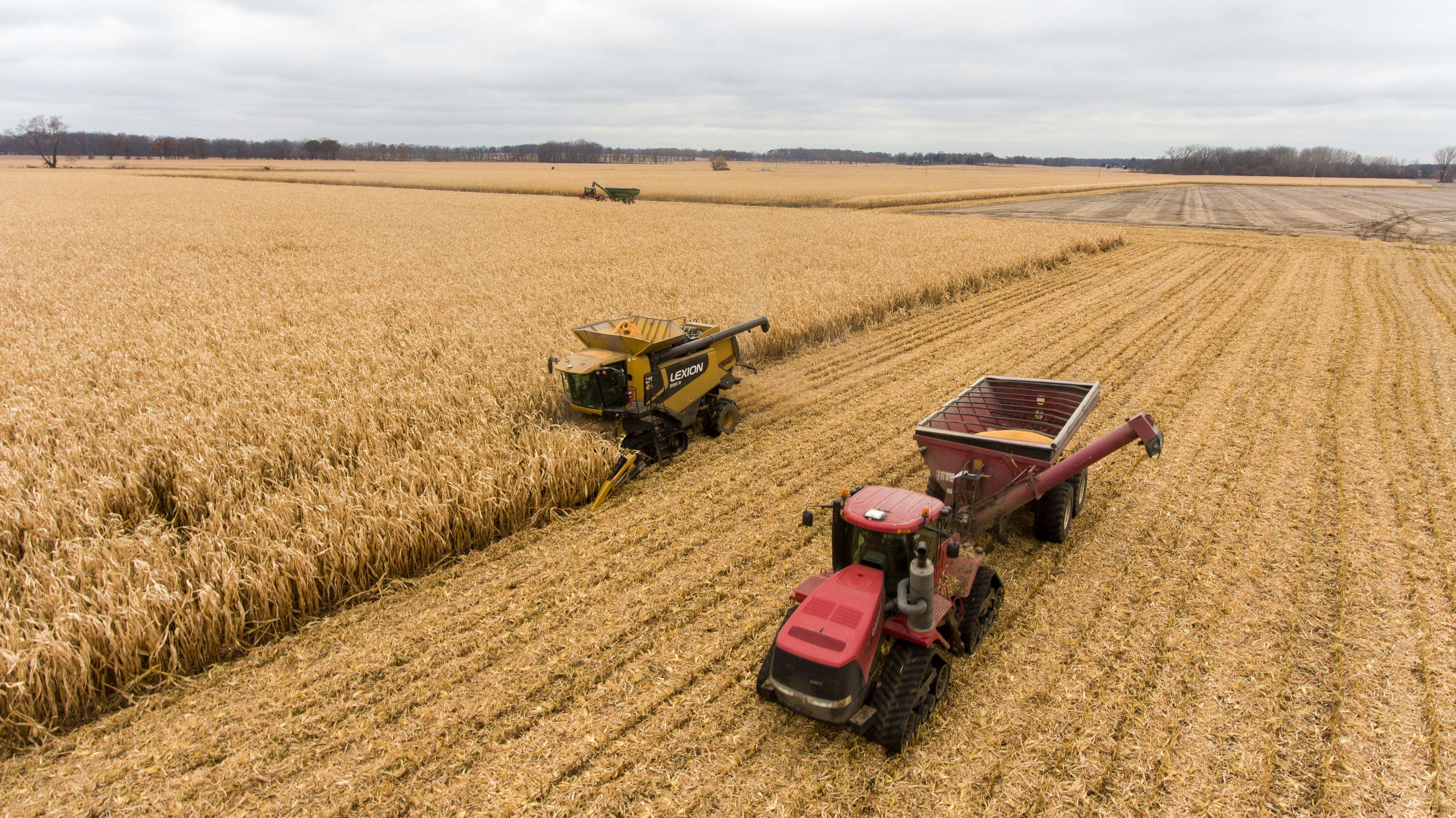 Golden wheat and grain harvest for food processing