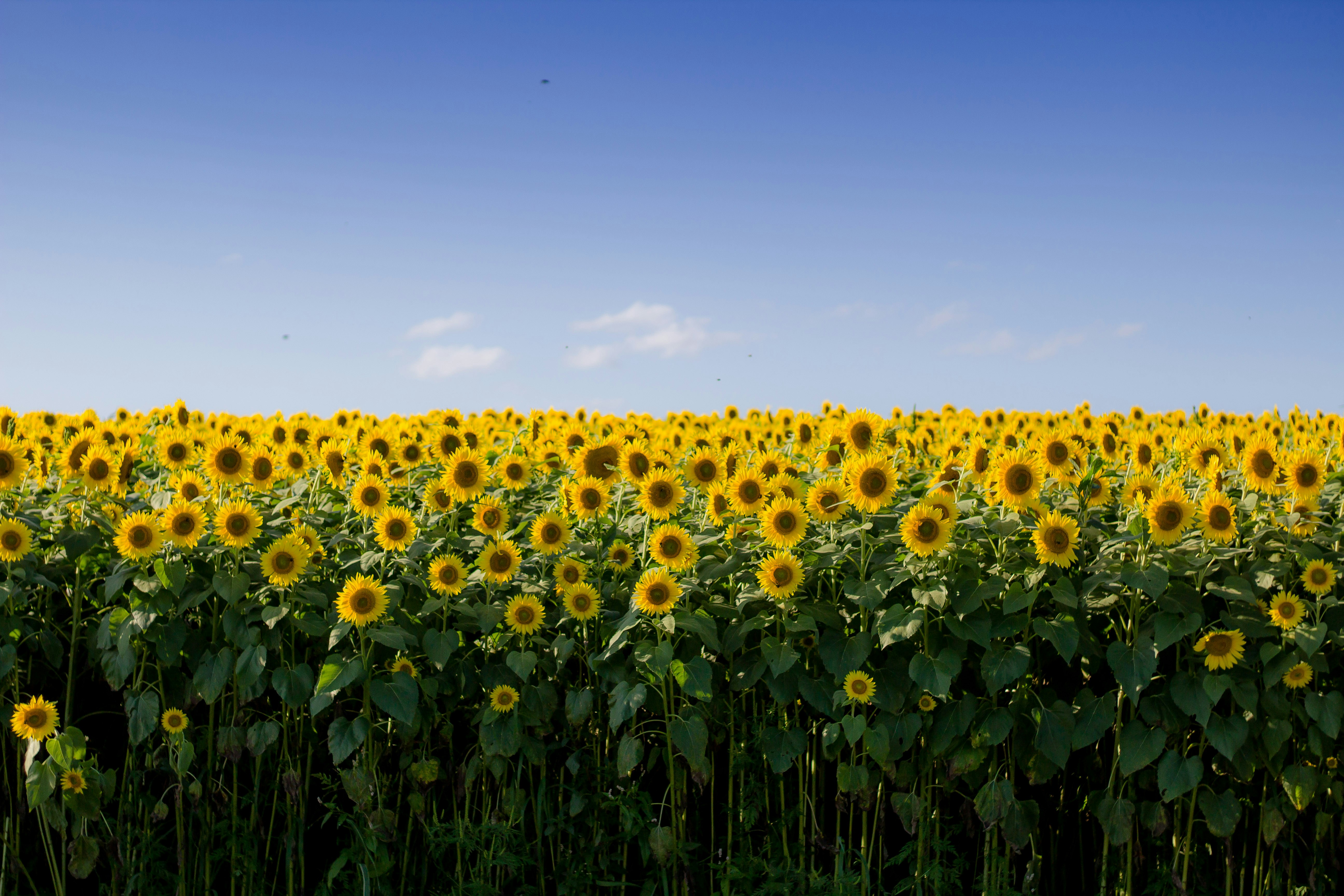 Sunflower oil unrefined cold-pressed
