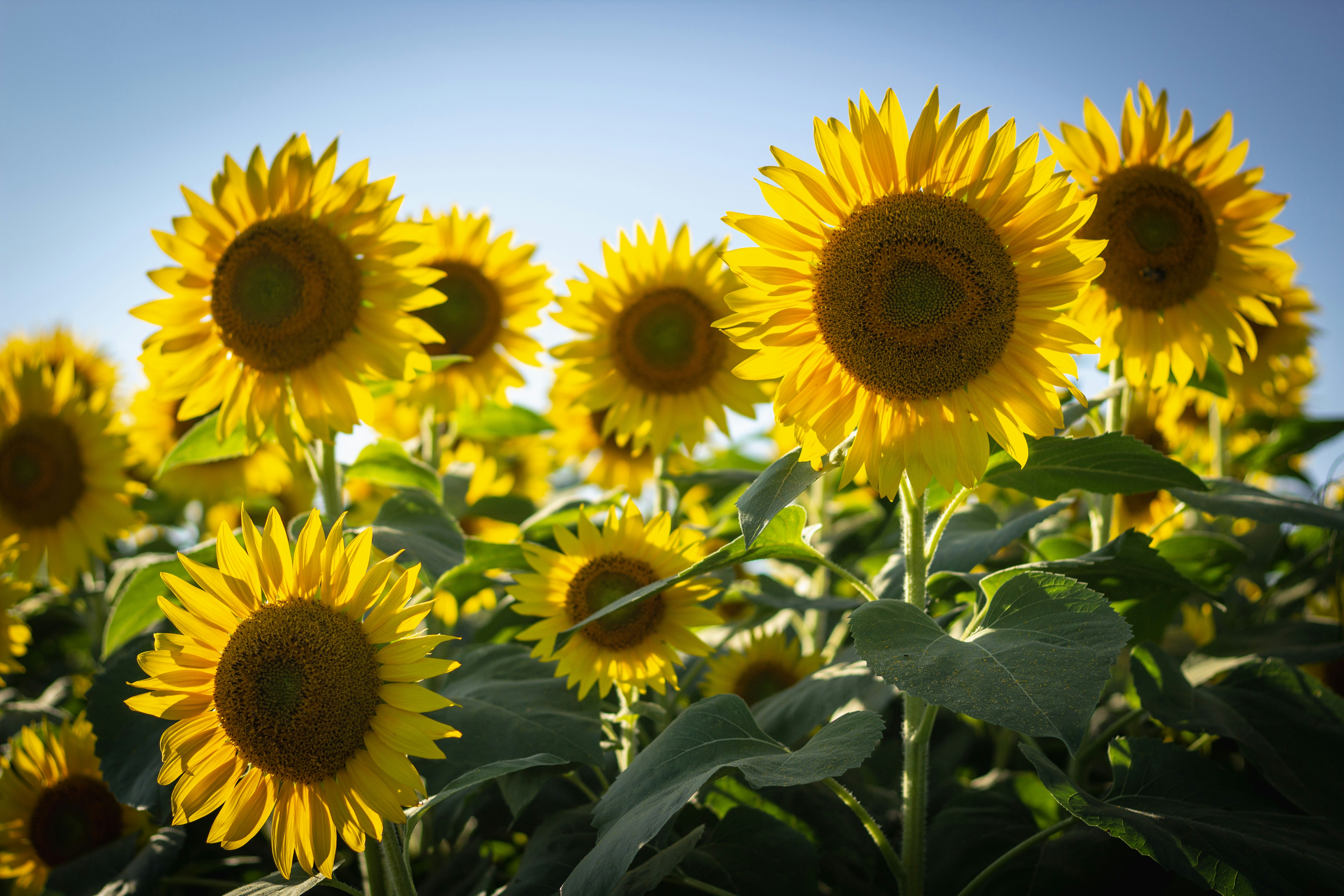 Bulk sunflower oil industrial production