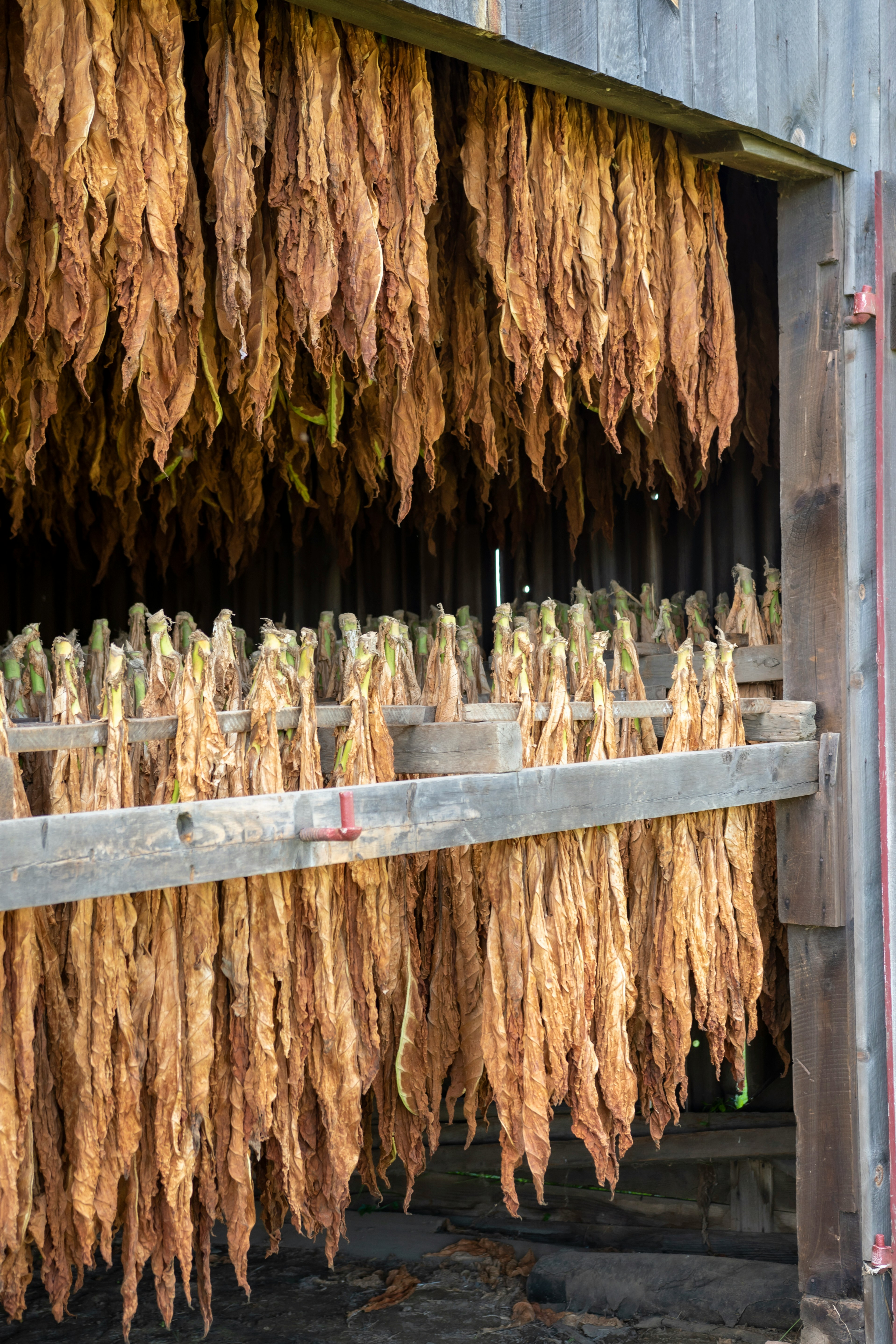 High-quality raw tobacco leaf for cigarette manufacturing