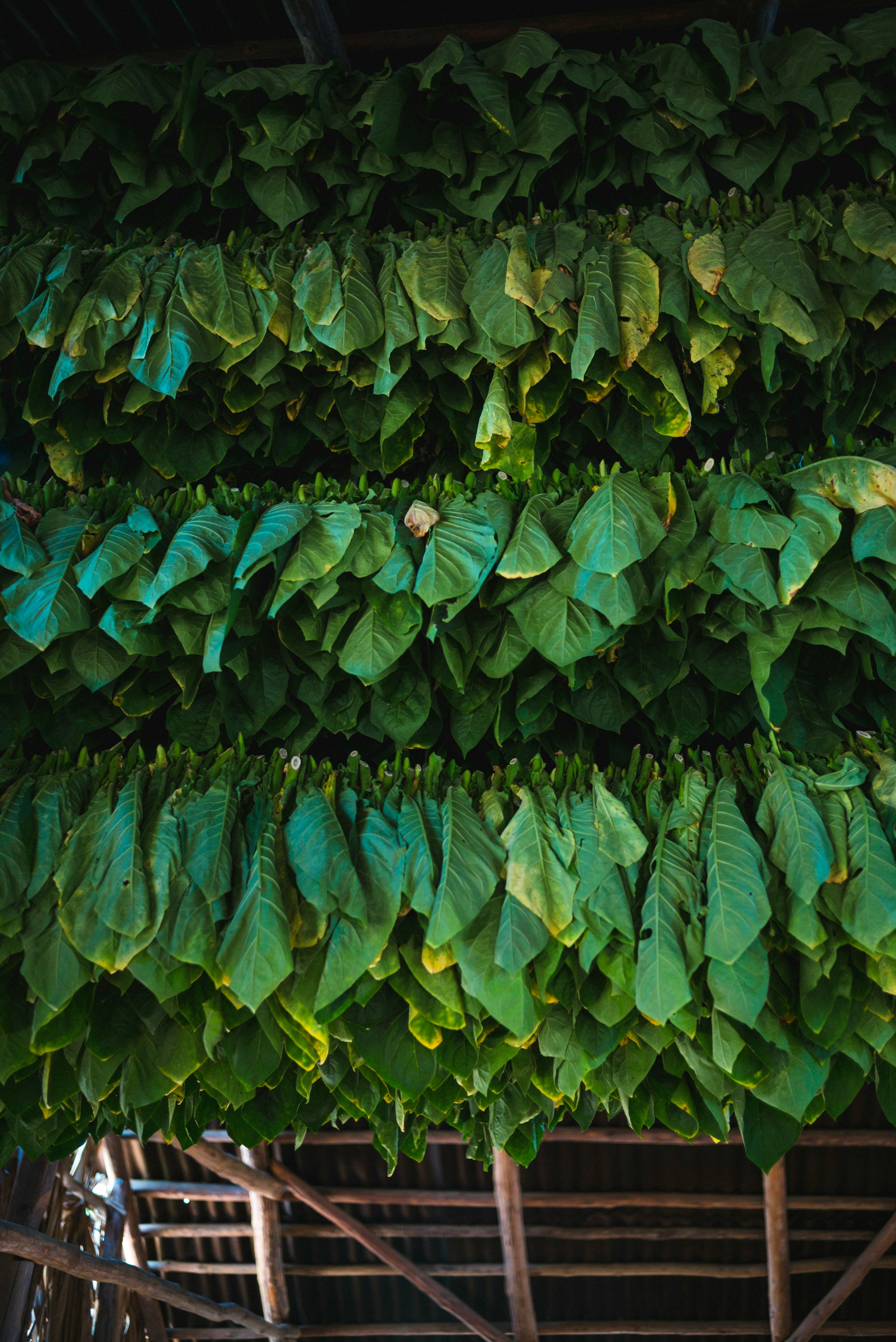 Raw tobacco leaves agricultural production