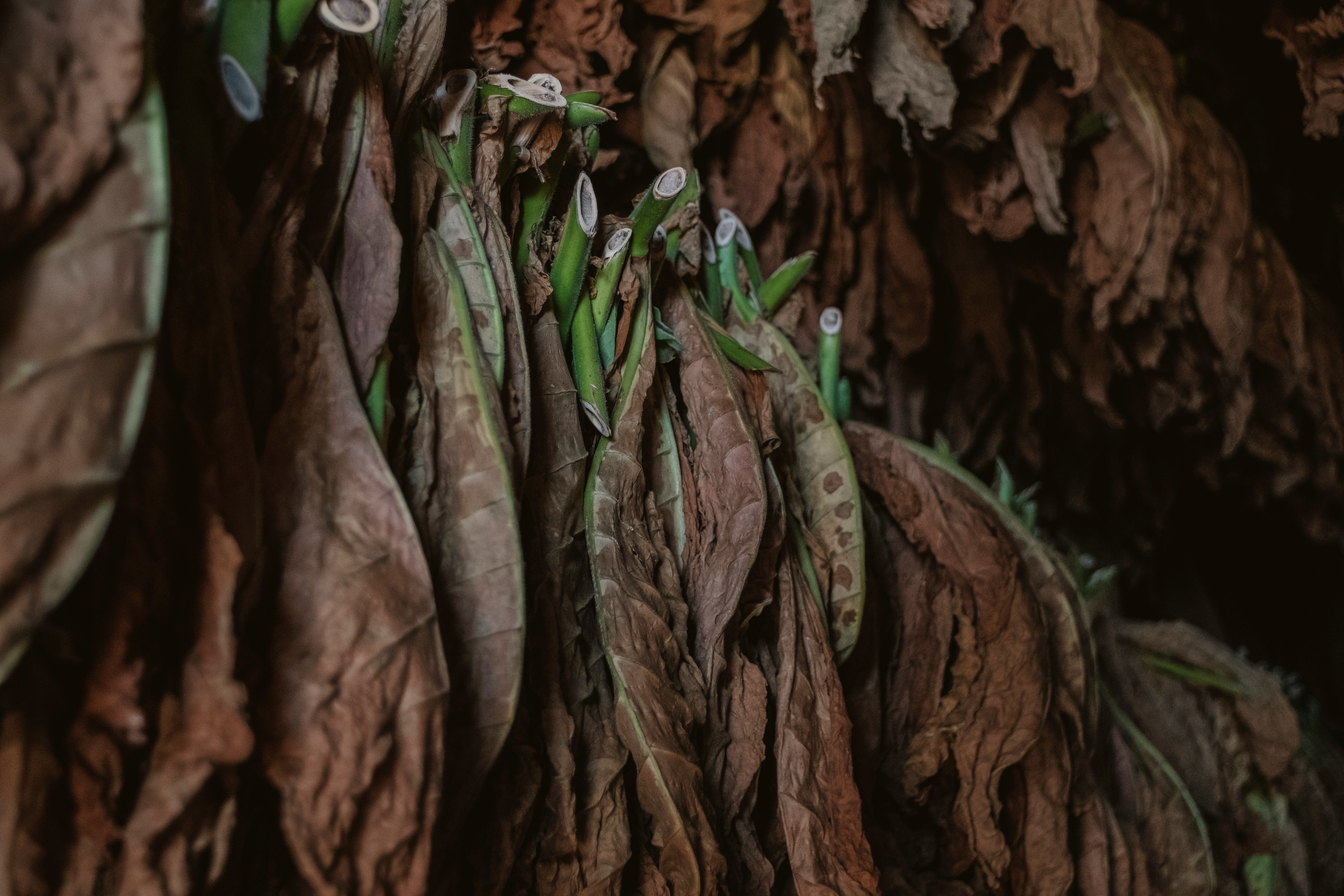 Premium tobacco leaf industrial grade